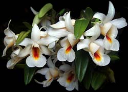 dendrobium_fürstenbergianum_cd