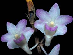 dendrobium_fairchildiae_cd