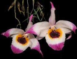 dendrobium_falconeri2_cd