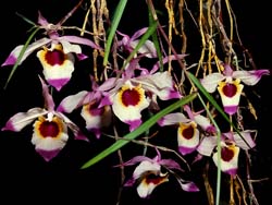 dendrobium_falconeri_cd