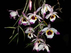 dendrobium_falconeri_ws_cd