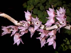 dendrobium_faulhaberianum_cd