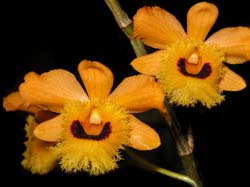 dendrobium_fimbriatum_oculatum_cd