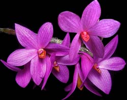 dendrobium_glomeratum2_cd