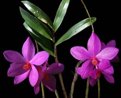 dendrobium_glomeratum_cd