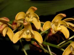 dendrobium_gracilicaule2_cd