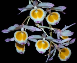 dendrobium_gratiossissimum2_cd