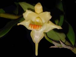 dendrobium_hallieri_ws_cd