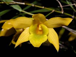 dendrobium_hancockii_cd