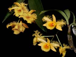 dendrobium_harveyanum_cd