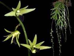 dendrobium_hemimelanoglossum_cd