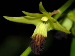 dendrobium_hemimelanoglossum_ws_cd