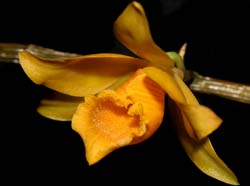 dendrobium_henryi_cd