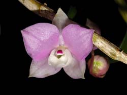 dendrobium_hercoglossum4_cd