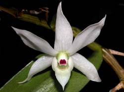 dendrobium_hercoglossum_album_ws_cd