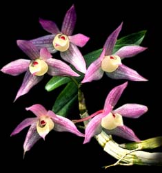 dendrobium_hercoglossum_cd