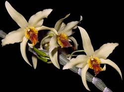 dendrobium_heterocarpum3_cd