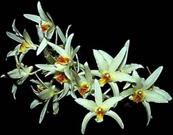 dendrobium_heterocarpum_cd