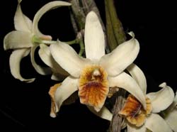 dendrobium_heterocarpum_indien_ws_cd