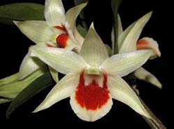 dendrobium_hsinying_mareezuki_ws_cd