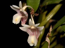 dendrobium_hymenanthum_cd