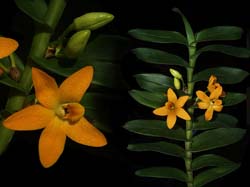 dendrobium_igneum_cd