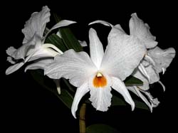 dendrobium_infundibulum 2_cd