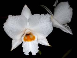 dendrobium_infundibulum 3_cd