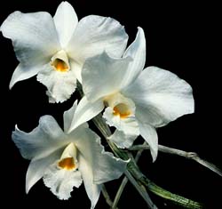 dendrobium_infundibulum _cd