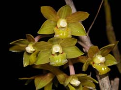 dendrobium_ionopus_cd