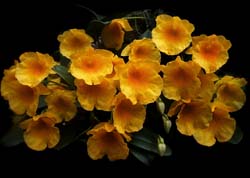 dendrobium_jenkinsii2_cd