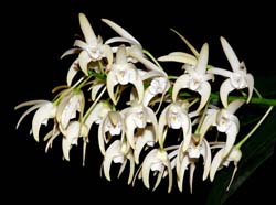 dendrobium_jonesii_ip_cd