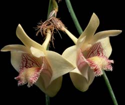 dendrobium_junceum_cd