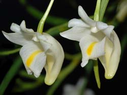 dendrobium_kentrophyllum_ws_cd