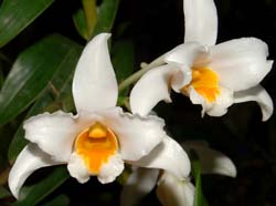 dendrobium_kontumense2_ws_cd