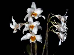 dendrobium_kontumense_cd