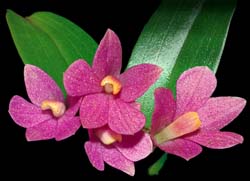 dendrobium_laevifolium_cd