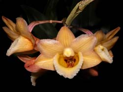 dendrobium_lampongense_cd