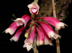 dendrobium_lawesii_bicolor2_cd