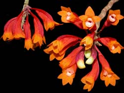 dendrobium_lawesii_bicolor_cd