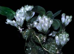 dendrobium_leucocyanum_cd