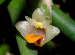 dendrobium_lichenastrum_prenticei3_cd