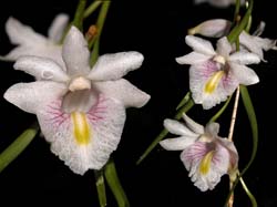 dendrobium_linearifolium_cd