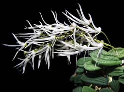 dendrobium_lingueforme_cd