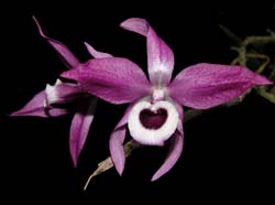 dendrobium_lituiflorum2_ws_cd