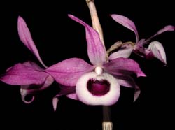 dendrobium_lituiflorum_cd