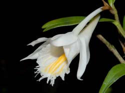 dendrobium_longicornu2_ws_cd