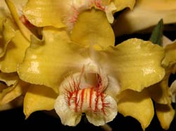 dendrobium_lowii2_cd