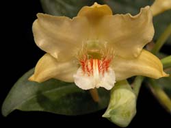 dendrobium_lowii_cd