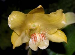 dendrobium_lowii_ws_cd